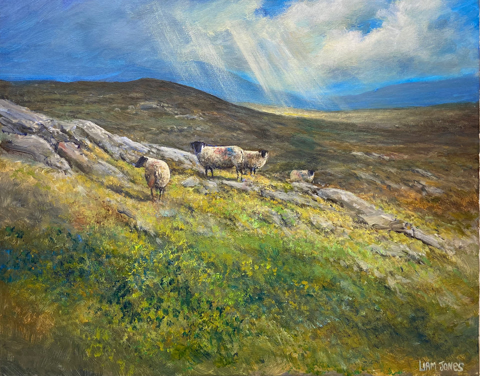 Sheep in the Glens, Co.Antrim